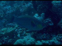 Thailand015