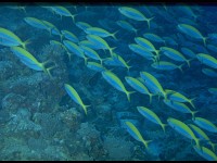 Thailand037