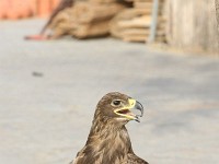 2010Dubai2454